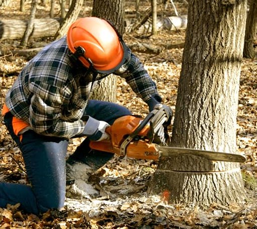 Tree Removal in Santo, TX